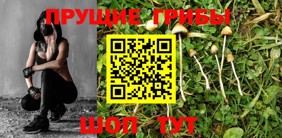 Мурино  Галлюциногенные грибы мицелий  Вход с VPN 